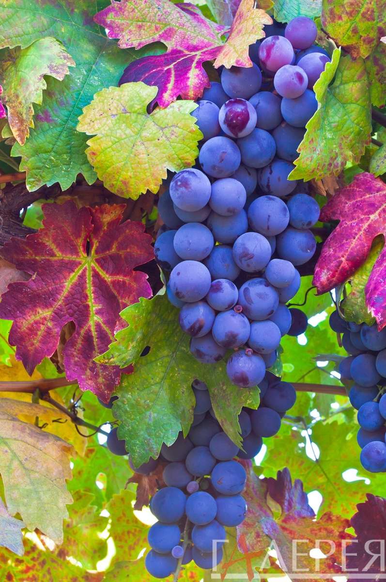 виноград, гроздь, листва виноград, Натюрморт, Ягода, Виноград, Листья.
